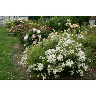 Rosa Bonheur® - Rosier Terre des Roses® -  Guillot®