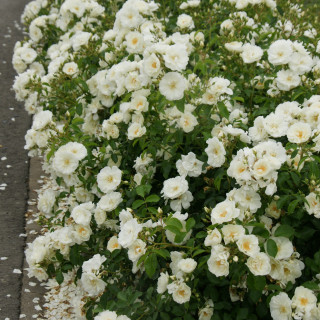 Jardin a la française avec rosiers OPALIA
