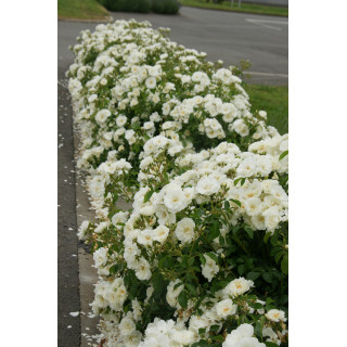 Jardin a la française avec rosiers OPALIA