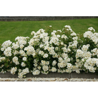 Jardin a la française avec rosiers OPALIA