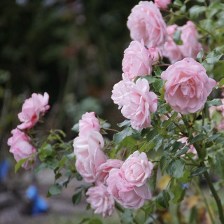 Rosier Terre des Roses® - Emile Garcin® - ©Roses Guillot®