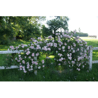 Rosier liane ancien - Albertine - ©Roses Guillot®
