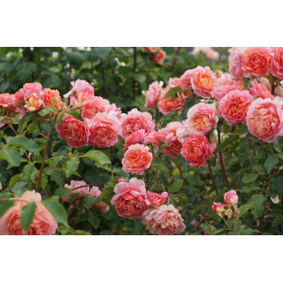 Chantal Ladesou® - Terre des Roses Guillot