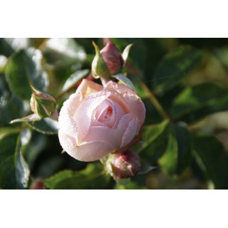 Rosier Guillot® Générosa® - Chantal Thomass