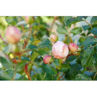 Rosier Guillot® Générosa® - Chantal Thomass