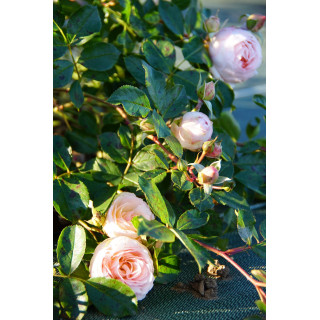 Rosier Guillot® Générosa® - Chantal Thomass