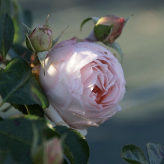 Rosier Guillot® Générosa® - Chantal Thomass