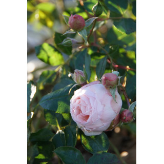 Rosier Guillot® Générosa® - Chantal Thomass