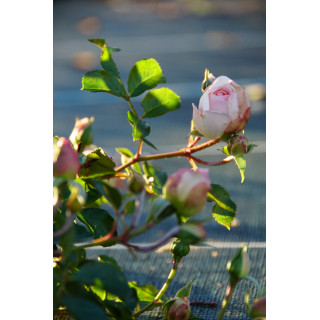 Rosier Guillot® Générosa® - Chantal Thomass