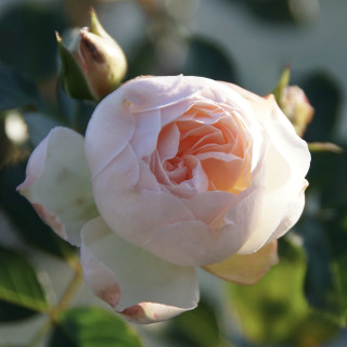 Rosier Guillot® Générosa® - Chantal Thomass