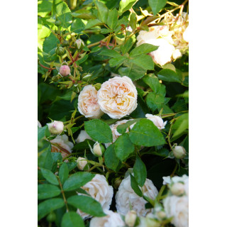 Rosier Guillot® Générosa® - Chantal Thomass