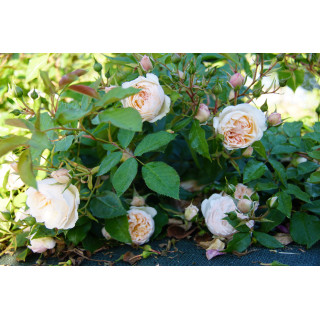 Rosier Guillot® Générosa® - Chantal Thomass