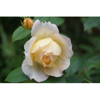 Rosier Générosa® - Marc-Antoine Charpentier - ©Roses Guillot®