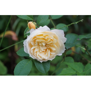 Rosier Générosa® - Marc-Antoine Charpentier - ©Roses Guillot®