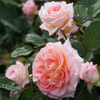 Rosier Guillot® Générosa® - Fiona Gelin® - ©Roses Guillot® 