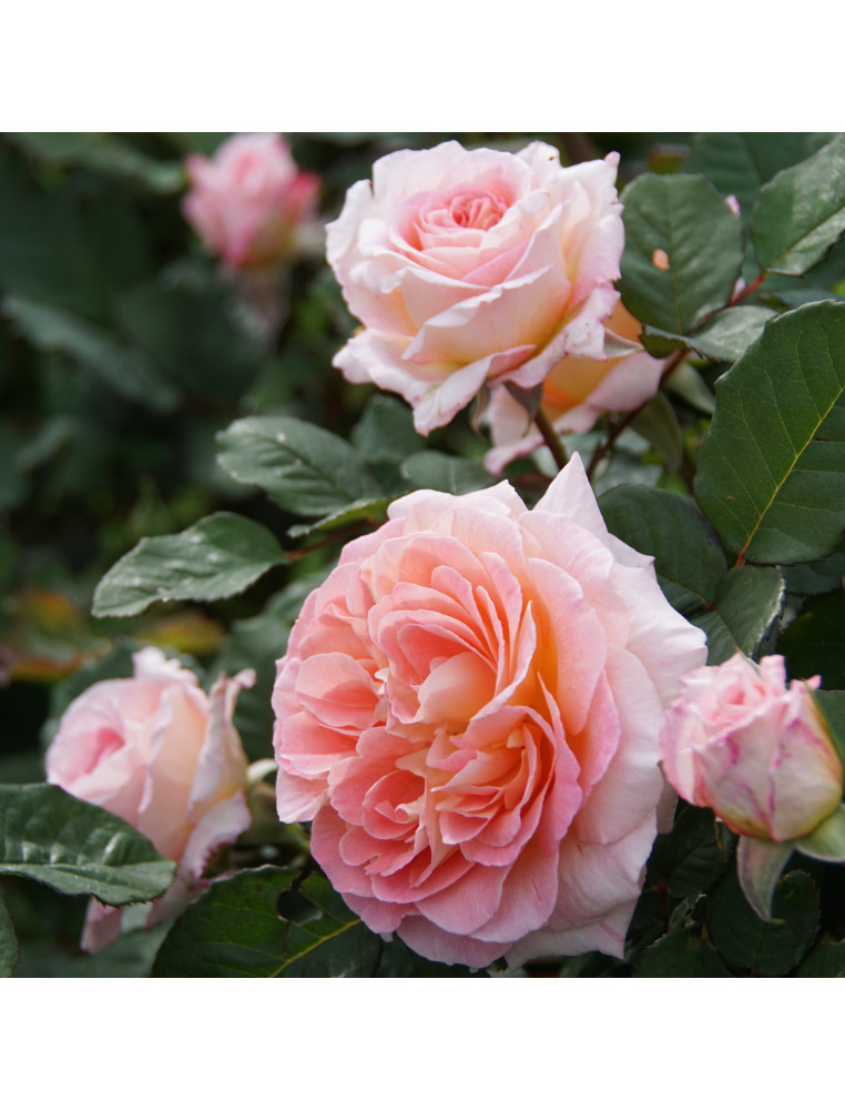 Rosier Guillot® Générosa® - Fiona Gelin® - ©Roses Guillot® 