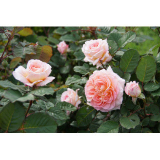 Rosier Guillot® Générosa® - Fiona Gelin® - ©Roses Guillot® 