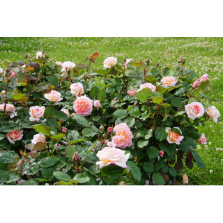 Rosier Guillot® Générosa® - Fiona Gelin® - ©Roses Guillot® 