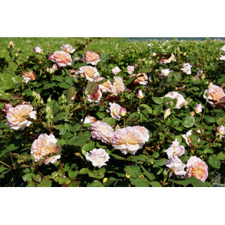Rosier Guillot® Générosa® - Fiona Gelin® - ©Roses Guillot® 