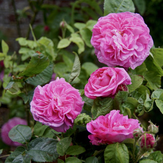 Rosiers Anciens - Baronne Prévost - ©Roses Guillot®