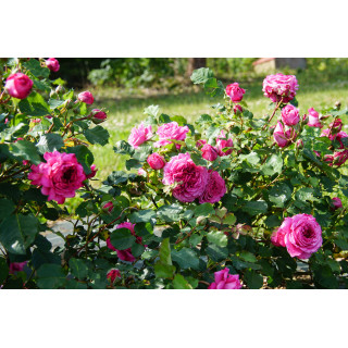 Rosier générosa Agnès Schilliger ® 