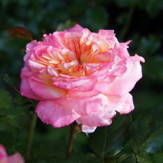 Hybrides de Thé Guillot® - Laurent Voulzy® - ©Roses Guillot®