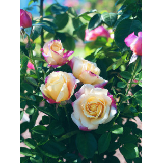 Rosier Guillot® Hybrides de Thé® - Bella'Roma®
