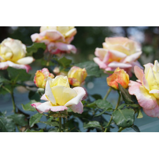 Rosier Guillot® Hybrides de Thé® - Bella'Roma®