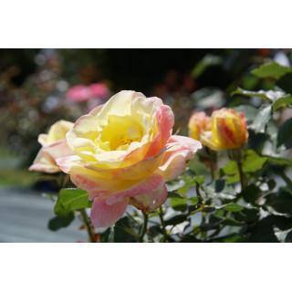 Rosier Guillot® Hybrides de Thé® - Bella'Roma®