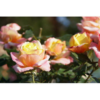 Rosier Guillot® Hybrides de Thé® - Bella'Roma®