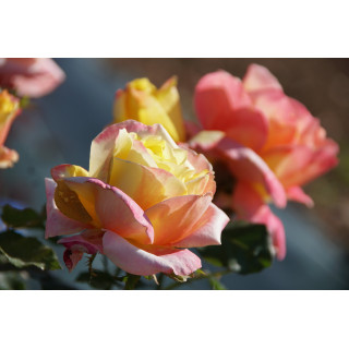 Rosier Guillot® Hybrides de Thé® - Bella'Roma®