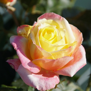 Rosier Guillot® Hybrides de Thé® - Bella'Roma®