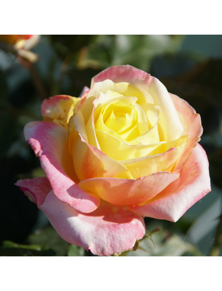Rosier Guillot® Hybrides de Thé® - Bella'Roma®