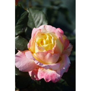 Rosier Guillot® Hybrides de Thé® - Bella'Roma®