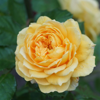 Rosier jaune Générosa® - 100 Idées Jardin®