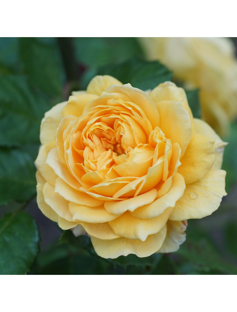 Rosier jaune Générosa® - 100 Idées Jardin®