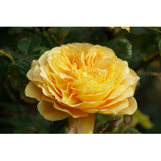 Rosier jaune Générosa® - 100 Idées Jardin®