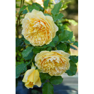 Rosier jaune Générosa® - 100 Idées Jardin®