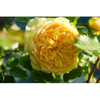 Rosier jaune Générosa® - 100 Idées Jardin®