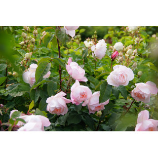 Abbaye de Maubuisson® - Rosier Générosa Guillot®