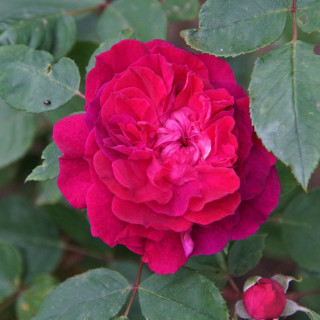 Rosier ancien Abbé Bramerel - ©Roses Guillot®