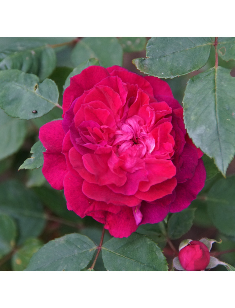 Rosier ancien Abbé Bramerel - ©Roses Guillot®