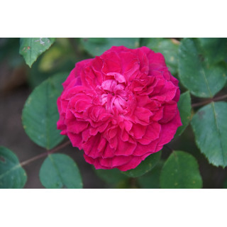 Rosier ancien Abbé Bramerel - ©Roses Guillot®
