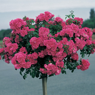 Beau rosier tige DECOROSIERS Emera Tige®