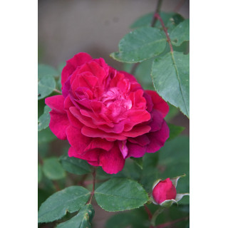 Rosier ancien Abbé Bramerel - ©Roses Guillot®