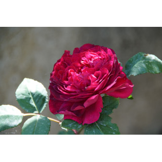 Rosier ancien Abbé Bramerel - ©Roses Guillot®