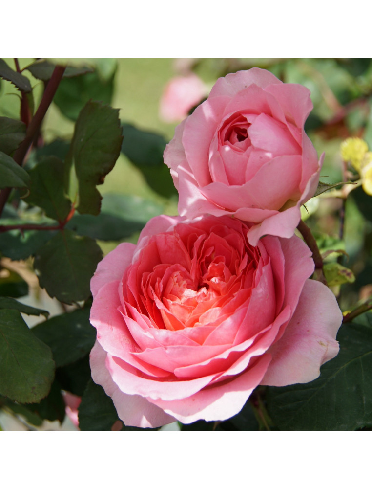 Rosier Guillot® Générosa® - Rose Amandine Chanel®