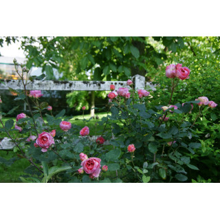 Rosier Guillot® Générosa® - Rose Amandine Chanel®
