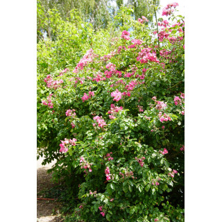 Rosier liane ancien - American Pillar - ©Roses Guillot®