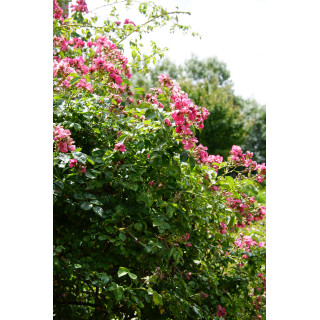 Rosier liane ancien - American Pillar - ©Roses Guillot®